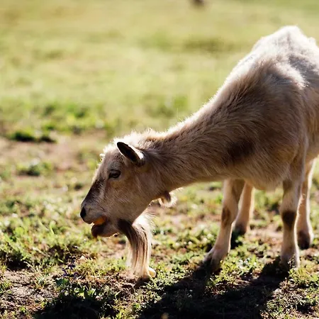 Lägenhet Azienda Agricola Degianne