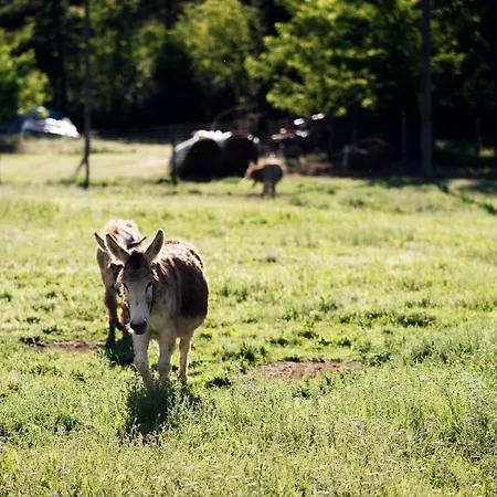 Lägenhet Azienda Agricola Degianne *