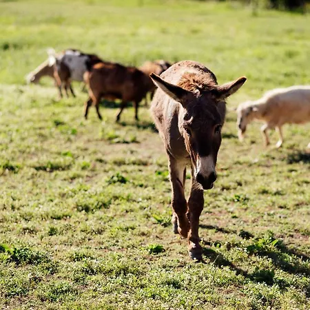 Lägenhet Azienda Agricola Degianne *